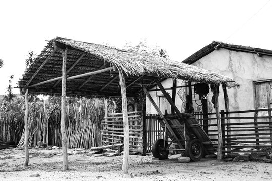 paisagem caatinga nordeste  plantas flora bahia sert&atilde;o casa de barro taipa