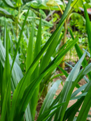 Sweet grass plant