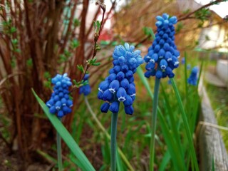 beautiful blue muscari flowers in the fresh air