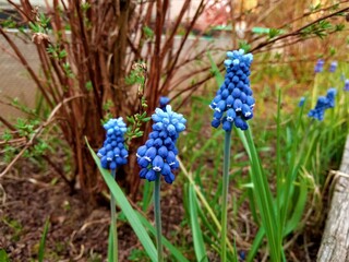 beautiful blue muscari flowers in the fresh air
