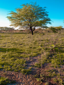 paisagem caatinga nordeste algarobla plantas flora bahia sert&atilde;o