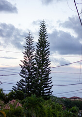 Obraz premium Pine trees