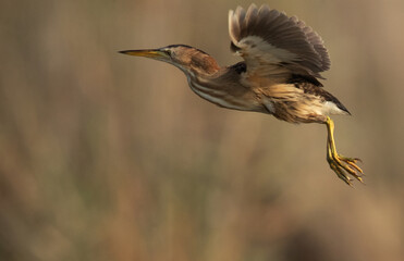 Little Bittern in flight at Asker marsh, Bahrain