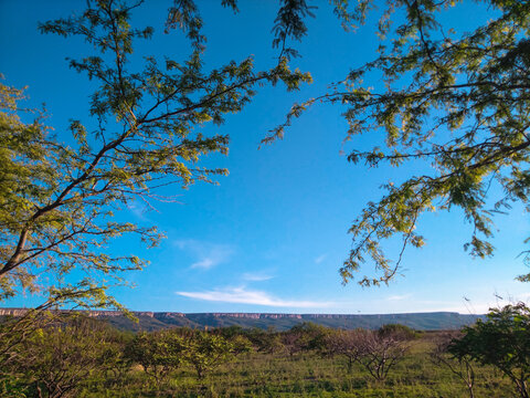 paisagem caatinga nordeste algarobla plantas flora bahia sert&atilde;o