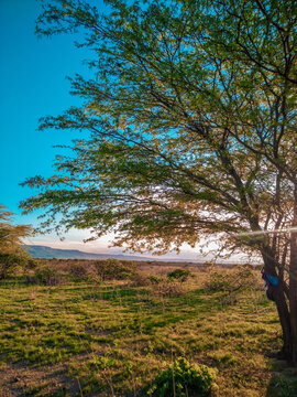 paisagem caatinga nordeste algarobla plantas flora bahia sert&atilde;o