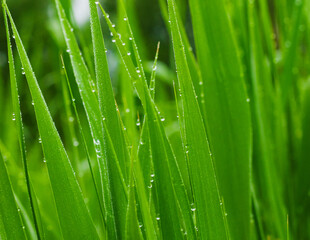 Fototapeta na wymiar Dew drops on green grass. A close look.