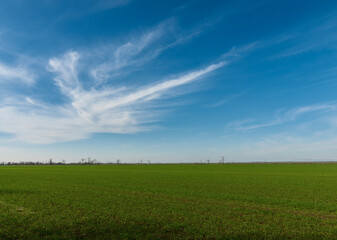 A green field under the blue sky