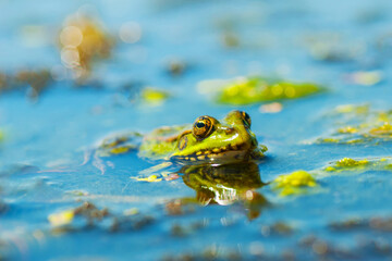 Green frog on the water surface. Close-up.