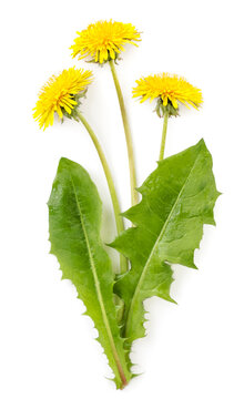 Bouquet of yellow dandelion flowers and green leaves on a white background. Isolated