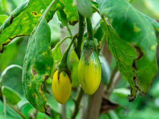 Close up Thai Eggplant or Yellow berried nightshade on tree.