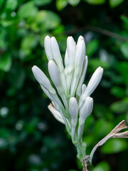 Close up Tuberose flower in blur background