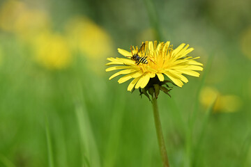 Insect wasp on yellow dandelion flower in green field. Yellowjacket in springtime with soft bokeh background.