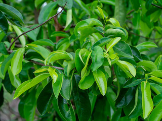 Soursop fruit, Prickly Custard leaves. Plant for Treatment of carcinoma