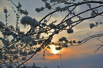 White apple blossoms on the background of the evening sunset