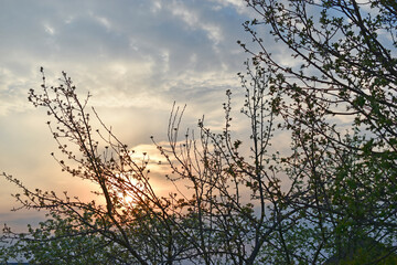 White apple blossoms on the background of the evening sunset
