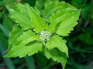 Close up Bitter bush or Siam weed leaf.