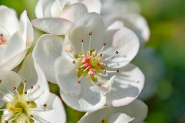Fototapeta na wymiar Beautiful white and pink apple and pear flowers close up