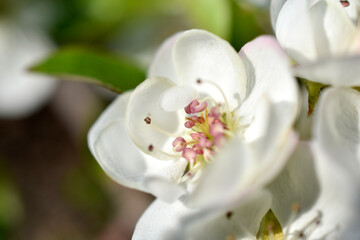 Beautiful white and pink apple and pear flowers close up