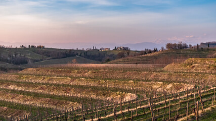 Spring sunset in the vineyards of Collio Friulano