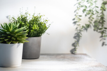 Home plant in gray concrete pot over white background with bright shadows and sunlight Scandinavian...