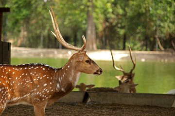 Wild South Texas Axis, Chital, or spotted Deer Buck.