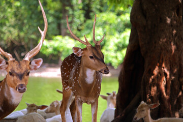Wild South Texas Axis, Chital, or spotted Deer Buck.