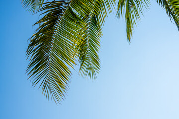 Palmeras con cielo azul en vacaciones en la playa
