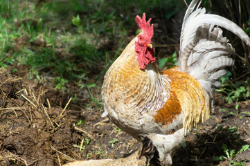 Cock with hen at solar day by springtime