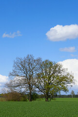Feldeichen in Schleswig Holstein