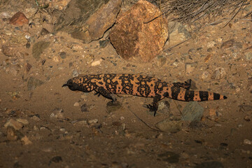 Gila monster with tongue out
