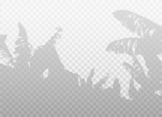 Banana palm grove isolated on transparent background. Vector realistic shadow. Natural silhouette without blurring. Exotic tropical landscape. EPS10.