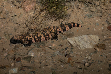 Gila monster in the desert
