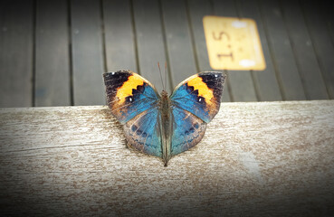 The beautiful Kallima inachus butterfly rests on the wooden handrail at the Taipei Zoo