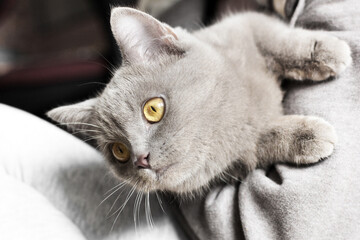 Cute beautiful cat in the hands. Purebred cat