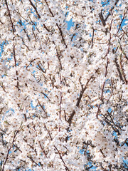 Spring cherry plum blossom. White flowers of blomming trees on blue sky background