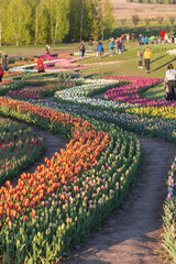 tulip field in spring