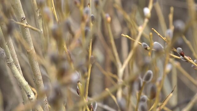 Willow branches with fluffy silvery buds sway in the wind against the background of gray branches on a cloudy spring day.