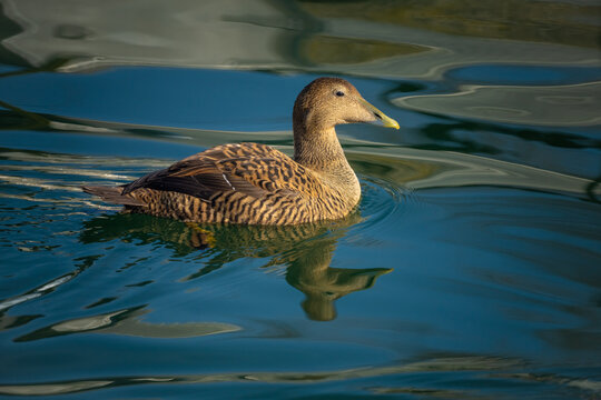 Beautiful female eider duck, part of a resident colony that has adapted to the fresh water ecosystem of the Upper Zurich Lake (Obersee), Switzerland
