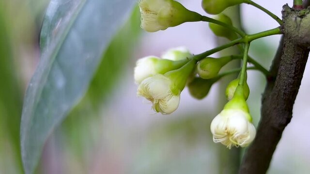 Bloomed white Java apple or wax apple flower with buds close up on the tree