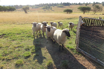 Herd of Hampshire sheep walking along a wooden picket fence on a green grass field. Front view