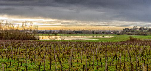 Fototapeta premium Vineyard