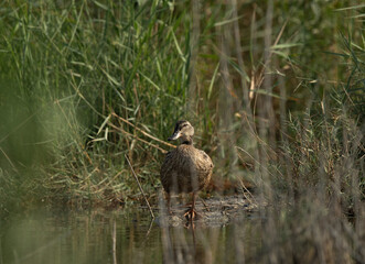Garganey in its habitat at Asker marsh, Bahrain
