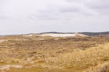 Wide Dutch dune landscape on overcast day with helm grass growing and sand dunes in the background