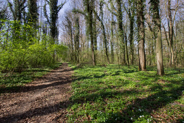 Forêt au printemps