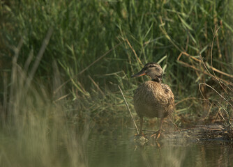 Garganey in the grasses of Asker marsh, Bahrain