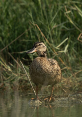 Garganey in its habitat at Asker marsh, Bahrain