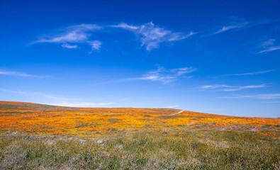 Field and hill of California Golden Orange Poppies in high desert of southern California at the Poppy Preserve in Lancaster CA USA
