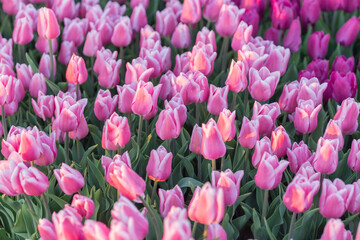 Obraz premium pink tulips in the garden