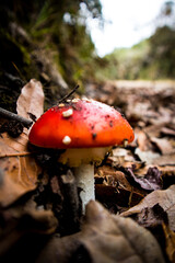 green fungus, dry leaves on the ground