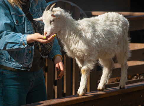 a woman hand feeds a little goat kid on the farm. the goat got out on the fence, I will fence. High quality photo